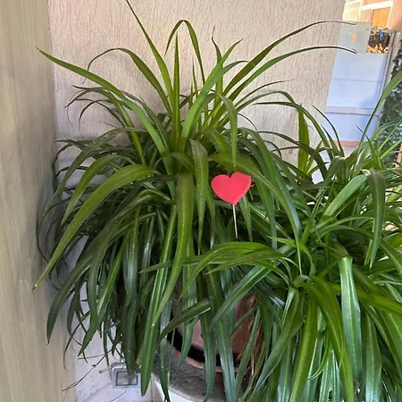 Bed and breakfast Ajoaolbia *