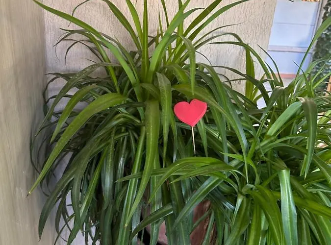 Alojamento de Acomodação e Pequeno-almoço Ajòaolbia *