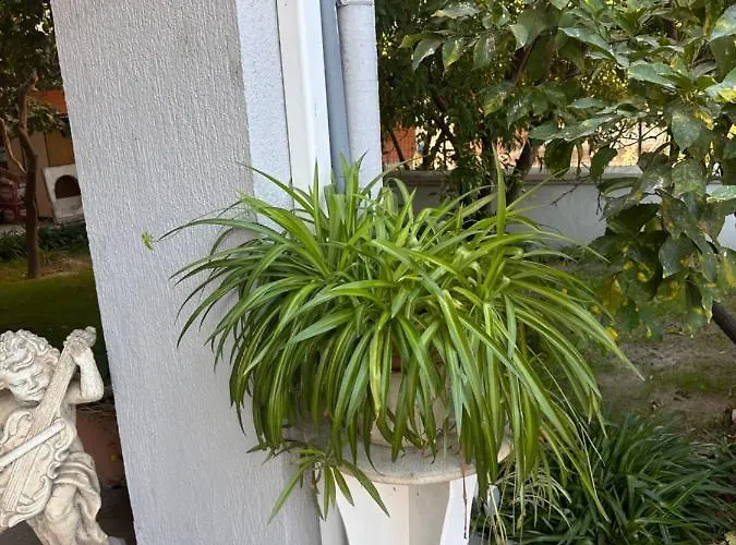 Bed & Breakfast Ajoaolbia